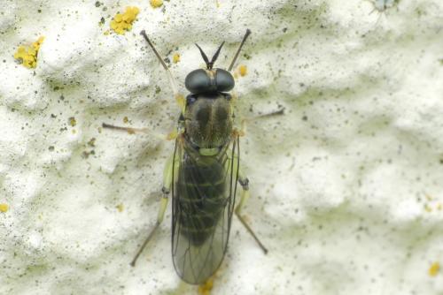 Réf. 282 378 : Solva marginata